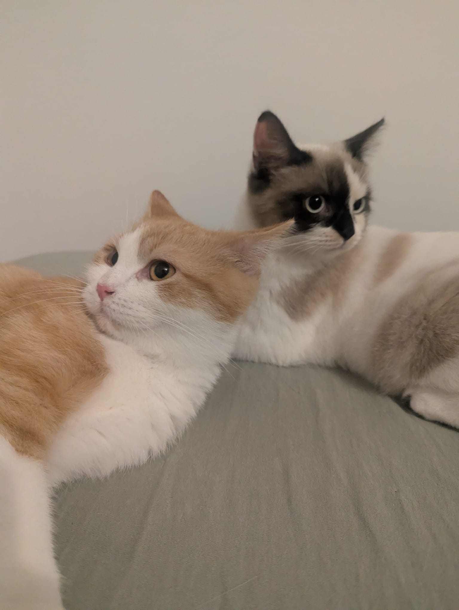 261020 Findus und Calypso