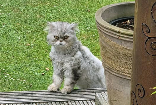 2026 07 04 Fundkatze