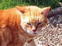 2024 09 30 Roter Kater Lars 00