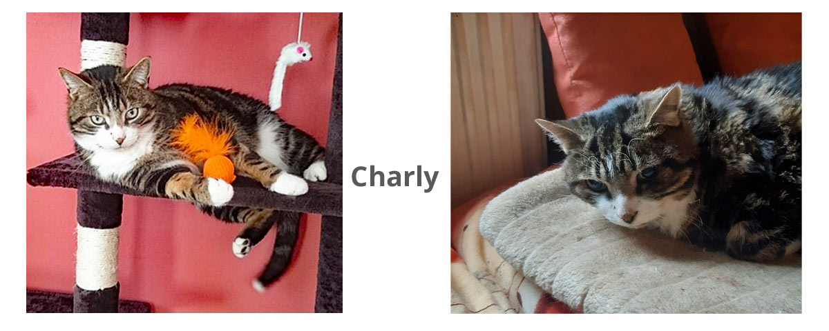 2024 10 21 Kater Charly 02