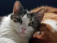 2025 05 13 SeCan Katzen 00