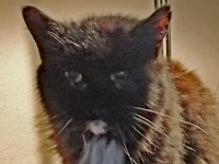 2025 05 28 Katze Juno 00
