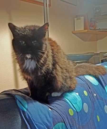 2025 05 28 Katze Juno 01