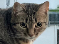 2025 06 03 Katze Paula 00