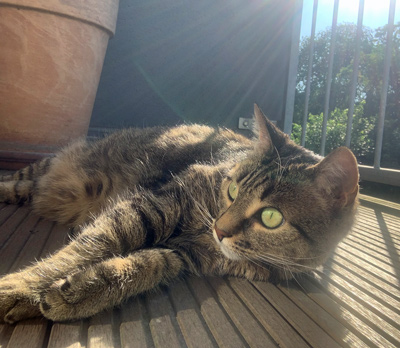 2025 06 03 Katze Paula 01
