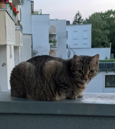 2025 06 03 Katze Paula 02