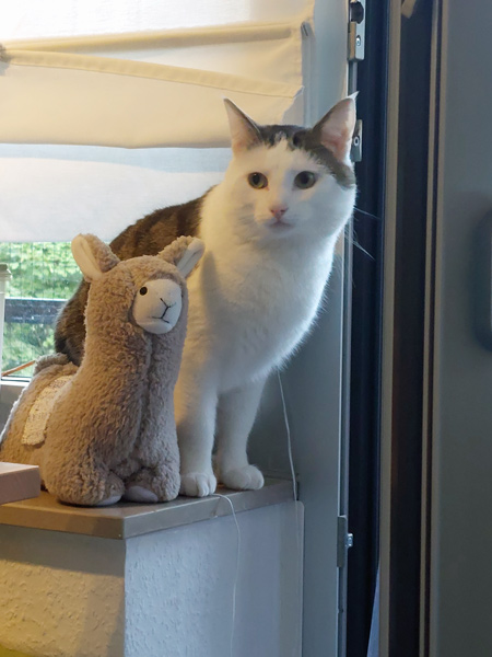2025 06 10 Kater Azad 01