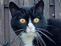 2025 06 13 Katze Jacky 00