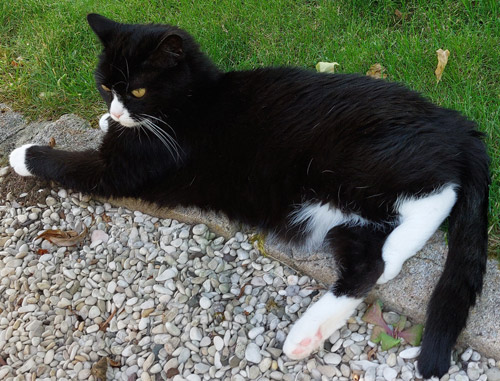 2025 06 13 Katze Jacky 01