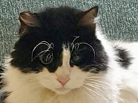 2025 07 28 Katze Dumpty 00