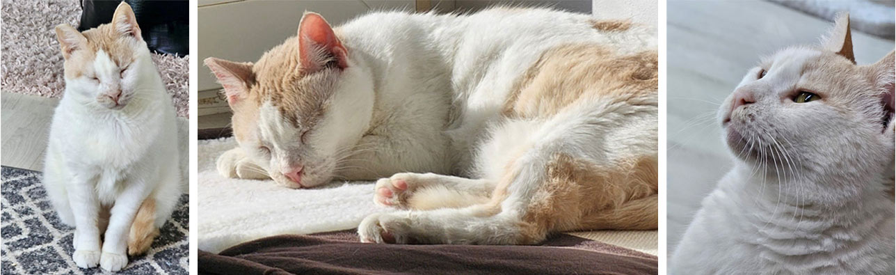 2025 07 28 Katze Rosa 02
