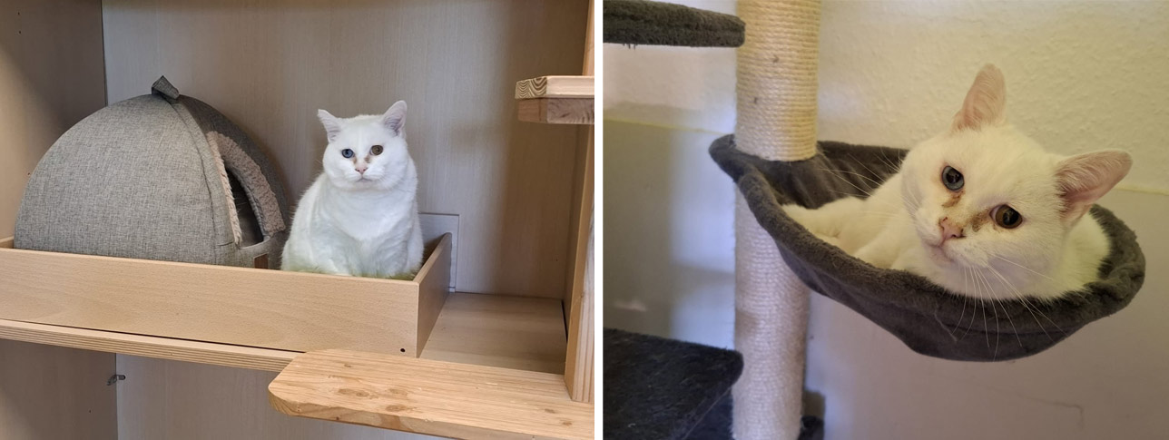 2025 09 17 Katze Coco 02