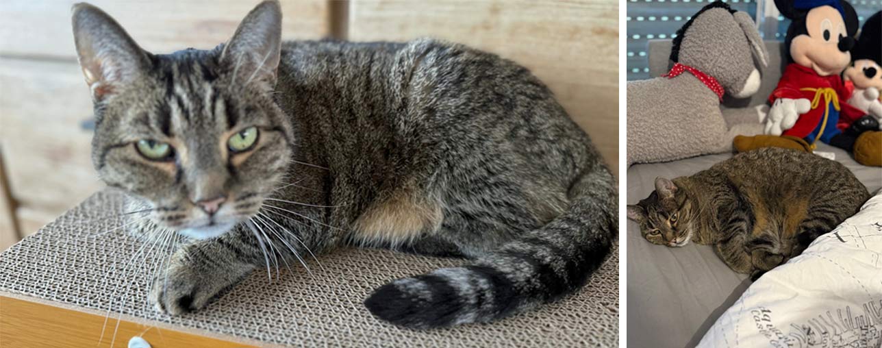 2025 09 25 Katze Maui 02
