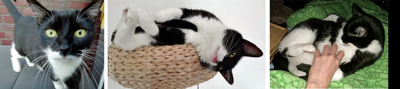 2025 10 04 Katze Scherbatsky 02