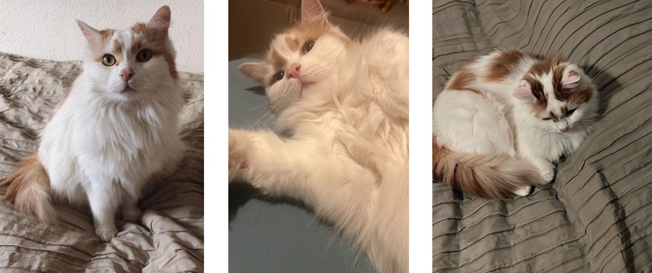 2025 10 12 Katze Kati 02