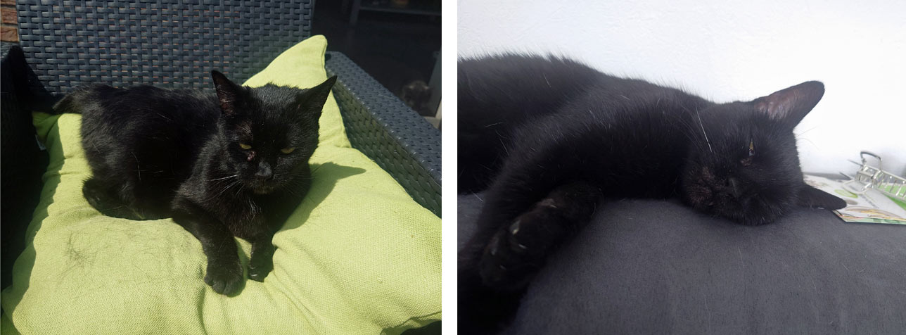 2025 11 10 Katze Tapsy 01