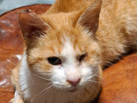 2025 11 26 Katze Kati 00