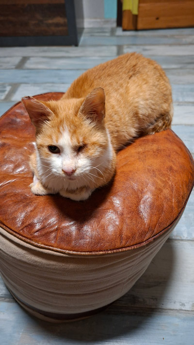 2025 11 26 Katze Kati 01