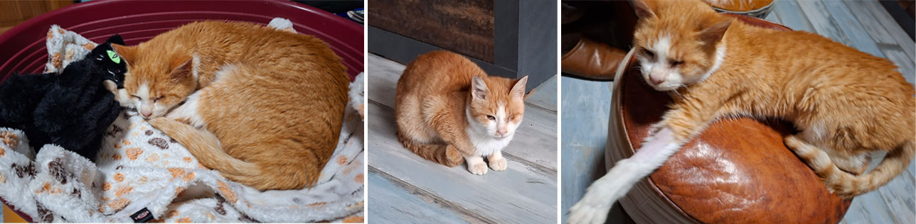 2025 11 26 Katze Kati 02