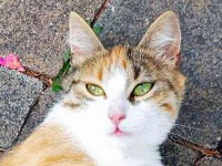 2025 12 16 Katze Mietzi 00