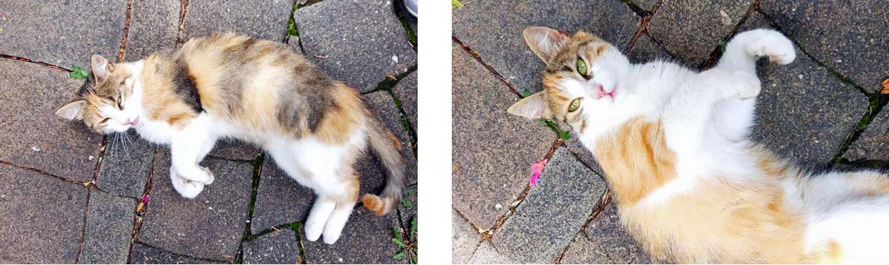 Katze Miezi 2025 12 16 Katze Mietzi 01