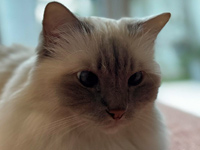 2025 12 17 Zwei Katzen 00