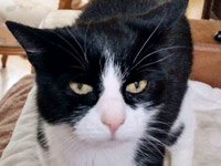 2026 04 08 Katze Minou