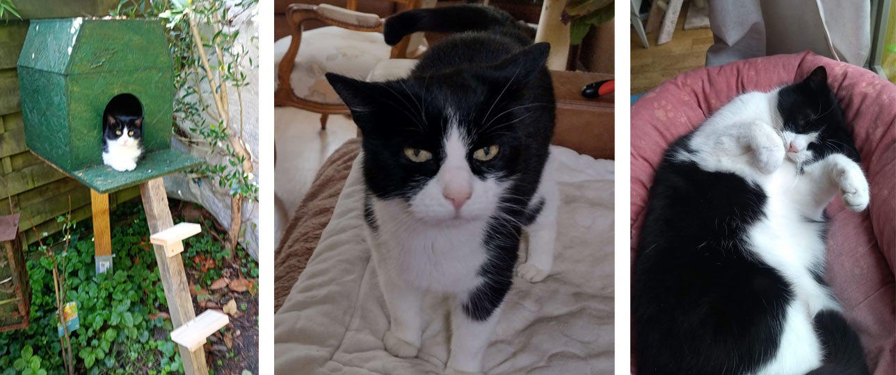 2026 04 08 Katze Minou 01