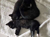 2026 06 18 Katzen Familie 00