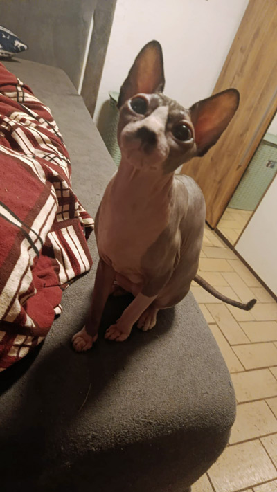 2026 09 21 Sphynx Katze Charlotte 01