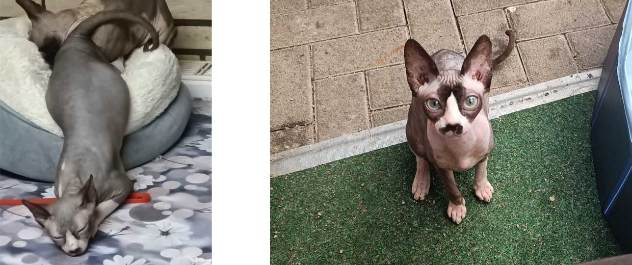 2026 09 21 Sphynx Katze Charlotte 02