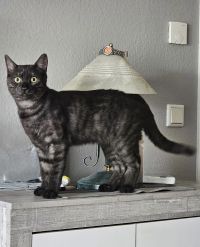 Gismo klein