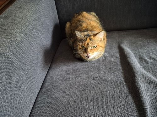 Lisa 1