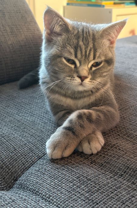merle
