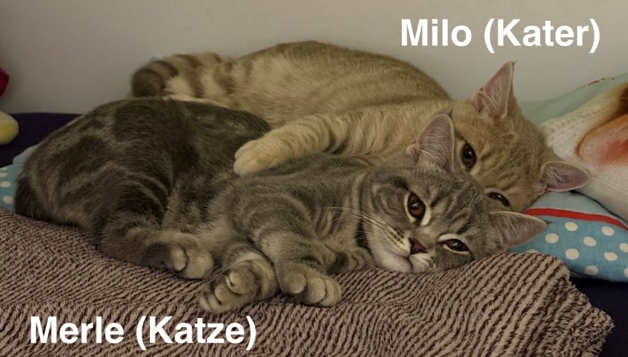 merle milo 1